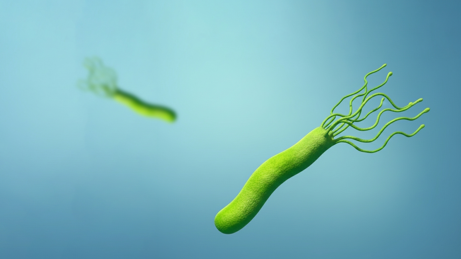 Всё, что нужно знать о Helicobacter pylori