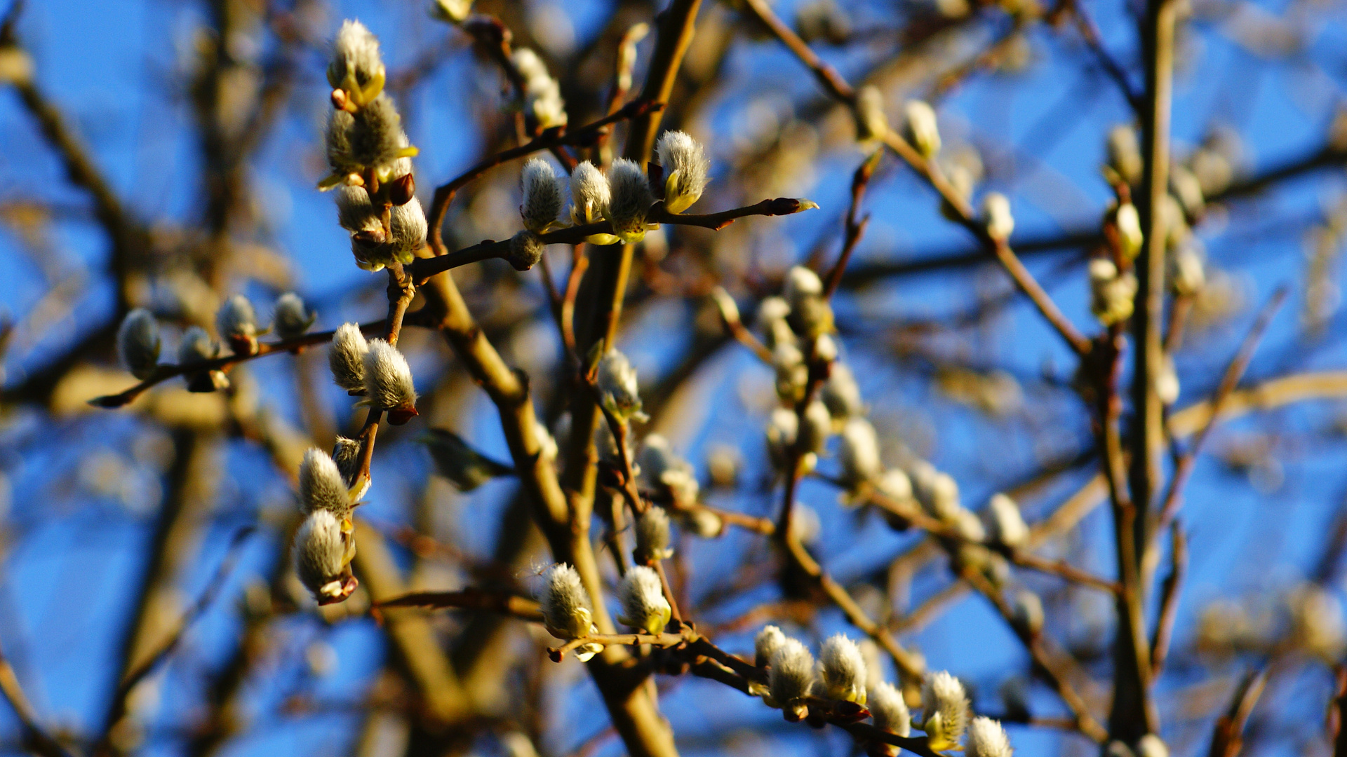 Опасности весны