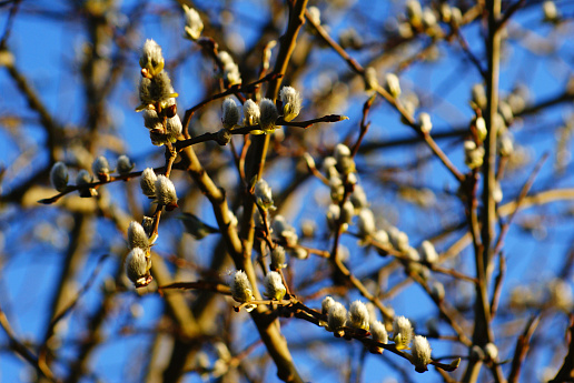 Опасности весны